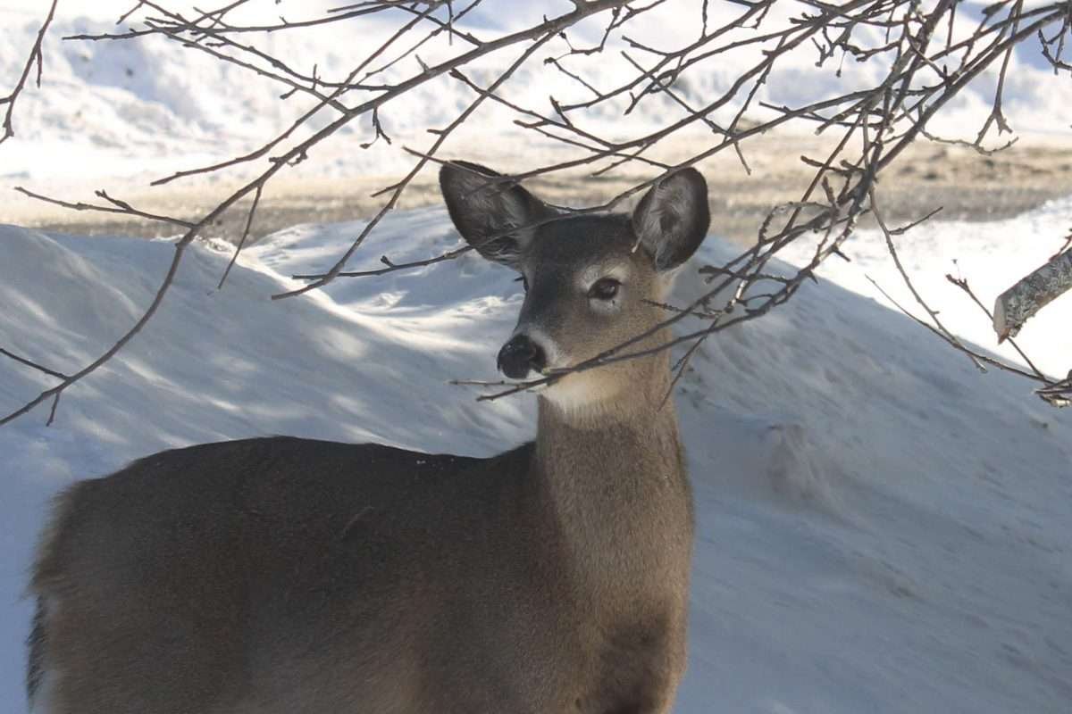 Oh Deer!
