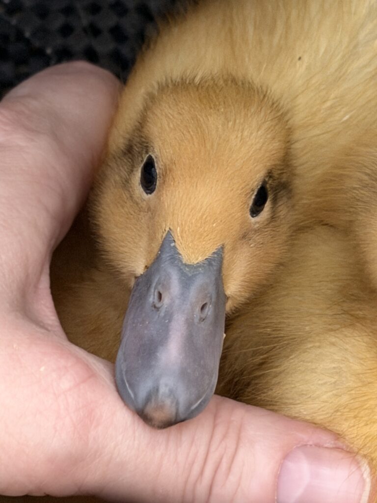 The Ducklings Get the Zoomies