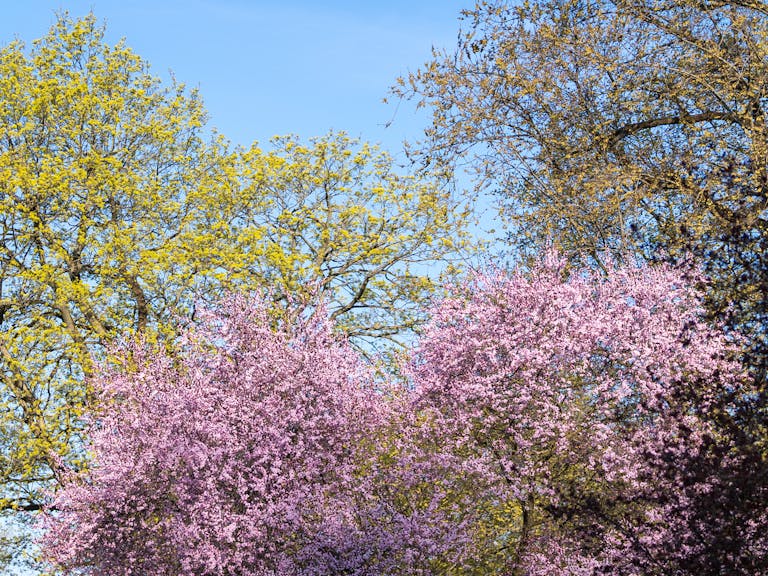 Lush cherry blossoms and vibrant greenery under a clear blue sky, capturing the beauty of spring.