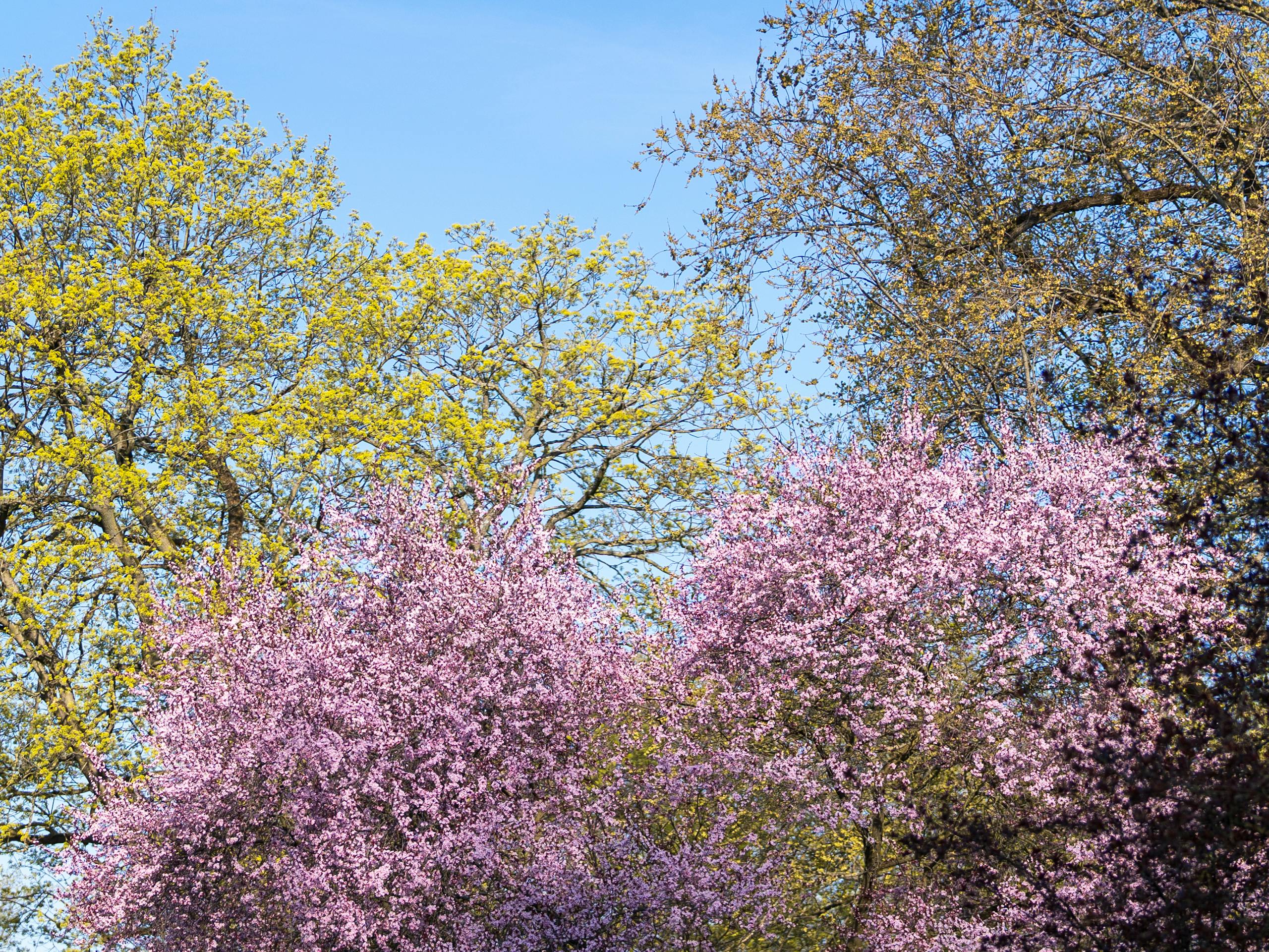 Lush cherry blossoms and vibrant greenery under a clear blue sky, capturing the beauty of spring.