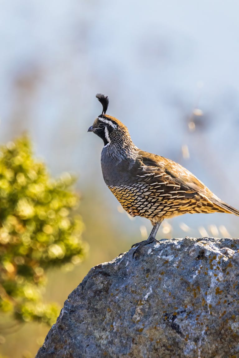 A California quail standing on a rock, highlighted by sunlight in a natural setting.