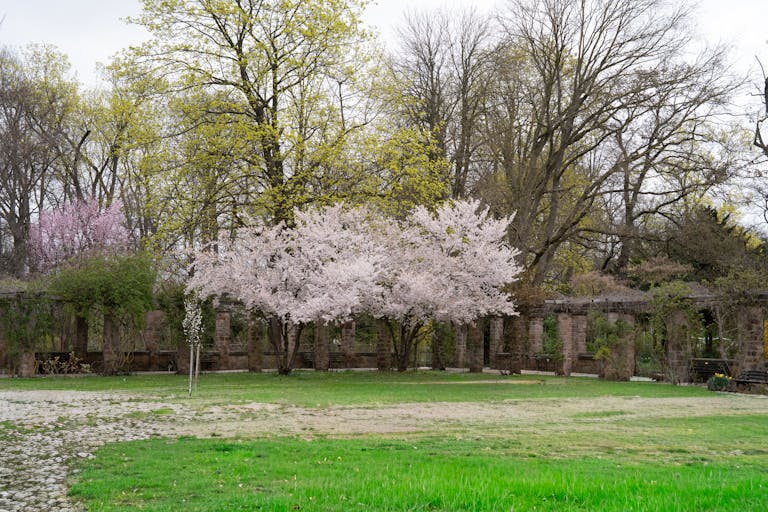 A peaceful park scene featuring blooming cherry blossoms and lush greenery during springtime.