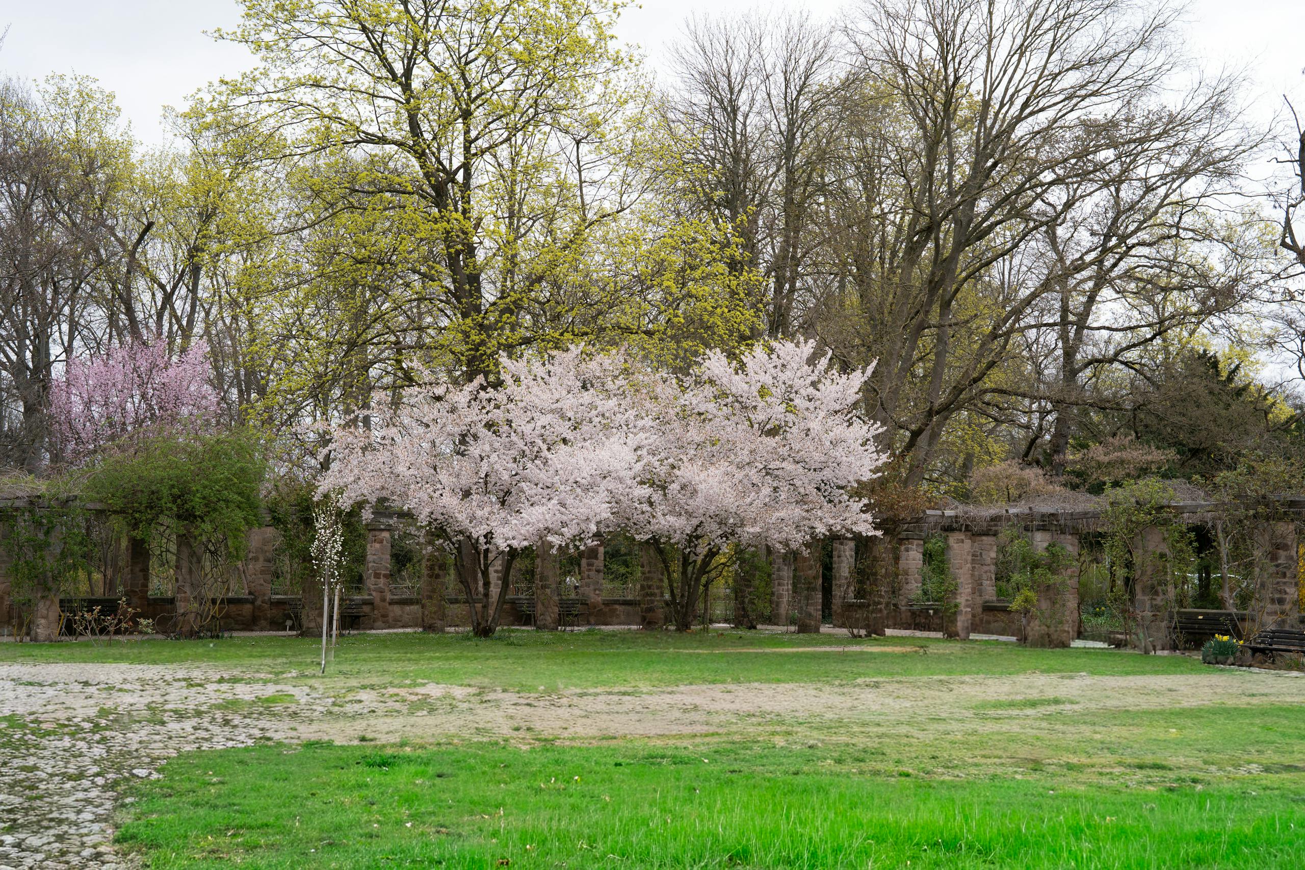 A peaceful park scene featuring blooming cherry blossoms and lush greenery during springtime.
