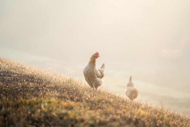 Serene view of chickens roaming freely on a sunlit hillside in the countryside.