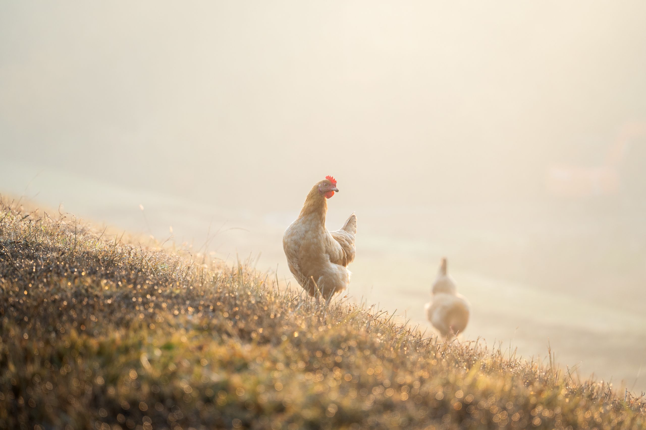 Serene view of chickens roaming freely on a sunlit hillside in the countryside.